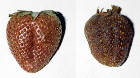 Two pictures of the same strawberry — immediately after freeze-drying on the left, and one month later on the right