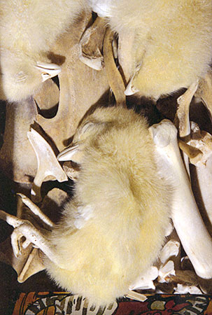 Closeup of interior of the chicken-dinner package showing three freeze-dried chicks on top of chicken bones